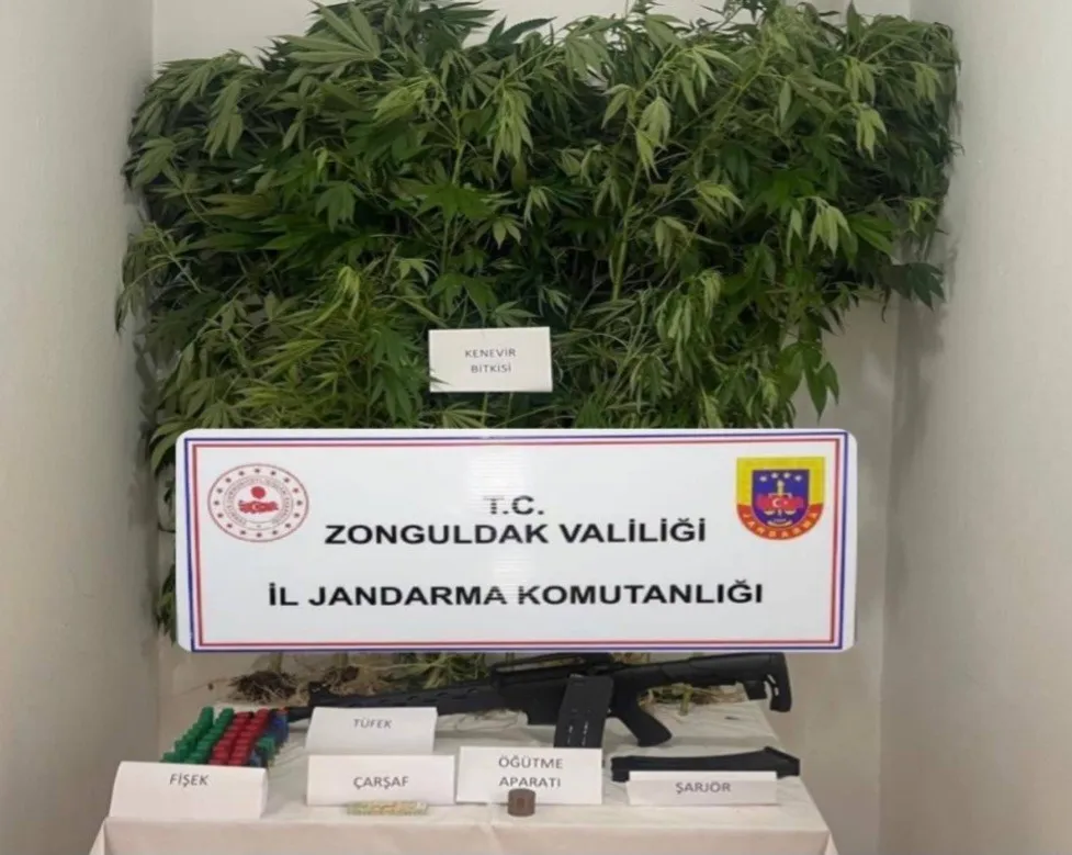 Jandarma, operasyonda kenevir ve marihuana bitkisi ele geçirdi