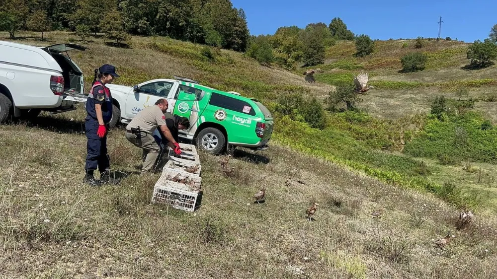 Keneler için doğaya sülün salındı