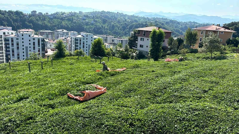 Rize’de çay üreticileri 3. sürgün hasadı için çay bahçelerine girmeye başladı
