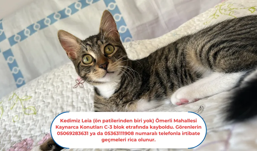 Kedimiz Leia  Ömerli Mahallesi etrafında kayboldu. 